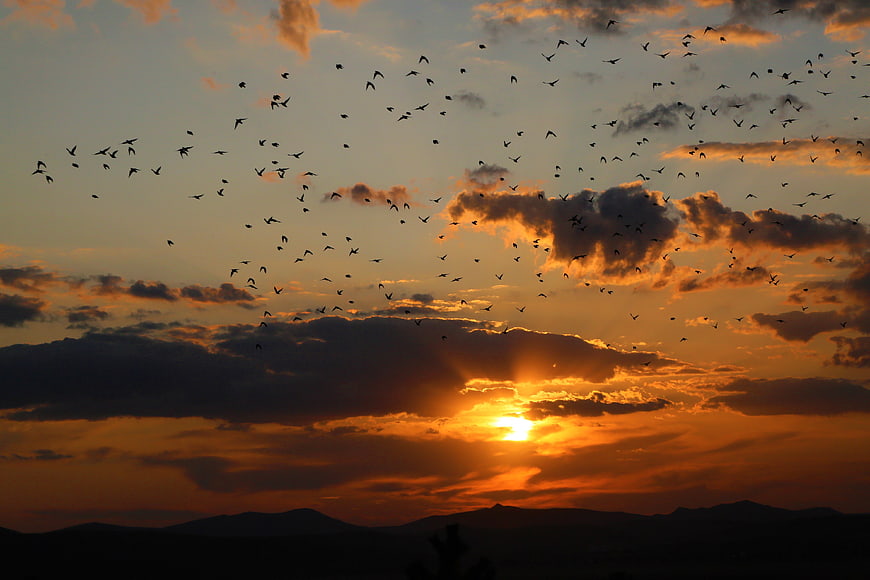 Flock of Birds Flying Over Mountains at Golden Sunset