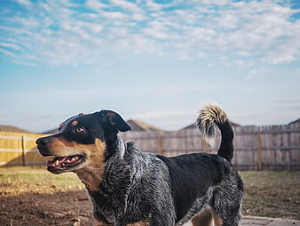 Happy Blue Heeler Dog Standing in Backyard