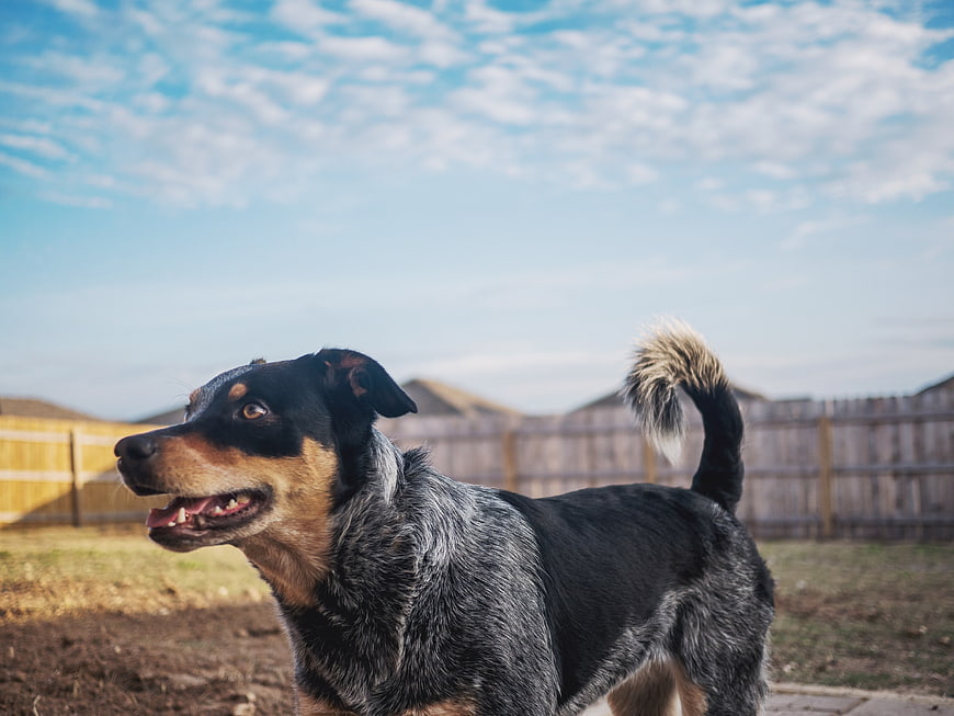 Happy Blue Heeler Dog Standing in Backyard