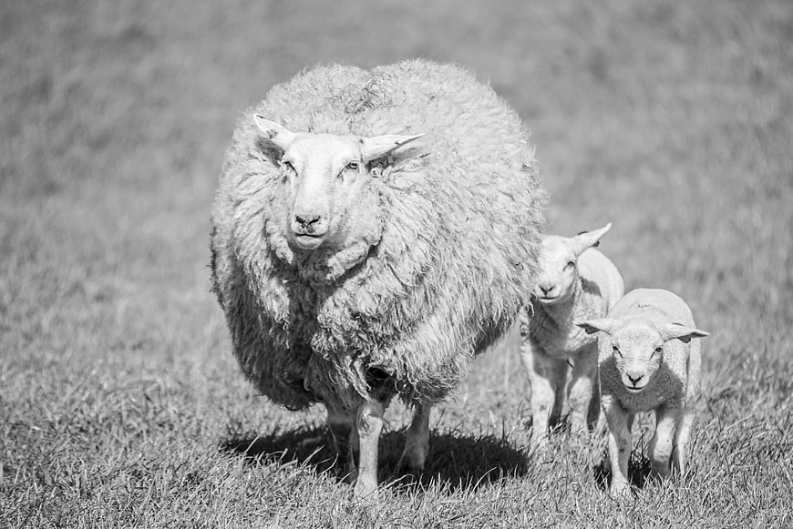 Mother sheep and two lambs in black and white