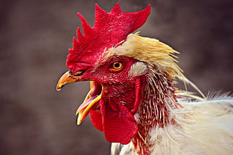 Close-up portrait of a rooster with open beak and red comb