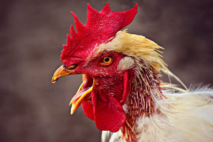 Close-up portrait of a rooster with open beak and red comb