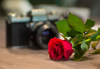 Red Rose and Vintage Camera on Wooden Table