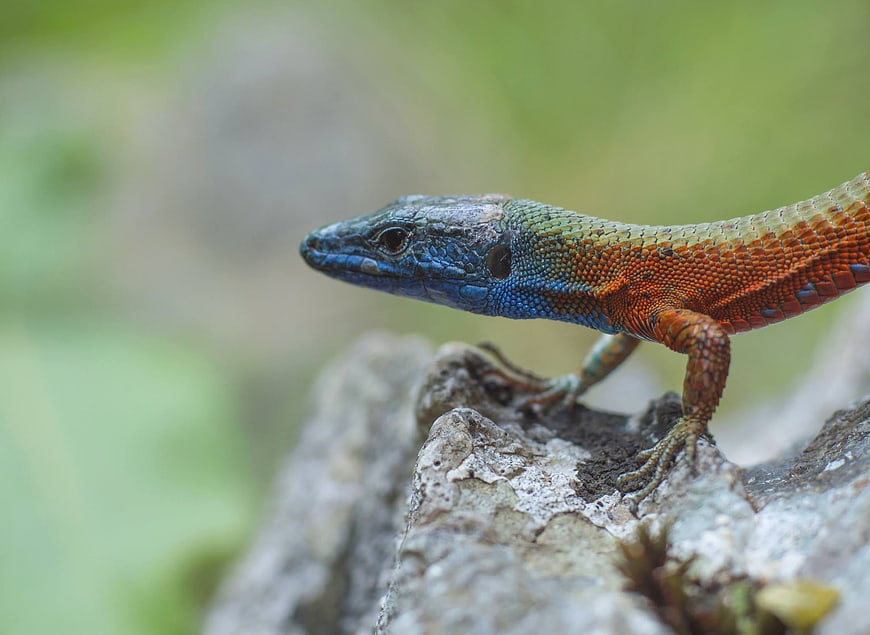 Close-up of a colorful lizard on a rock