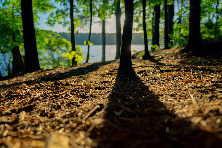 Sunlit Forest Floor with Lake View Through Trees
