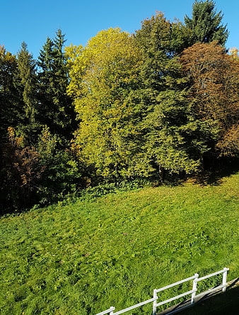 Sunlit autumn forest edge with green meadow and white fence