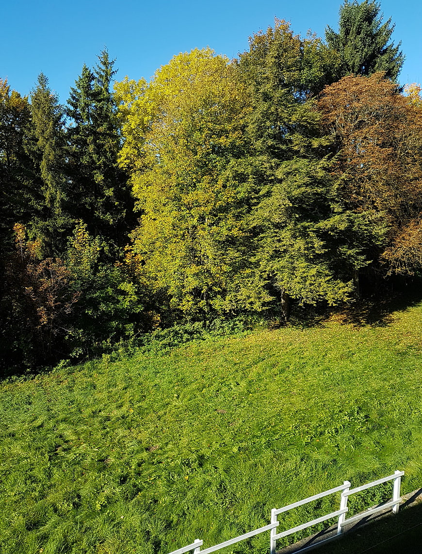 Sunlit autumn forest edge with green meadow and white fence