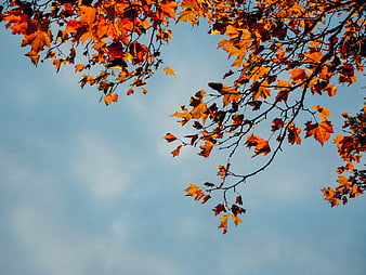 Autumn Maple Leaves Against Blue Sky