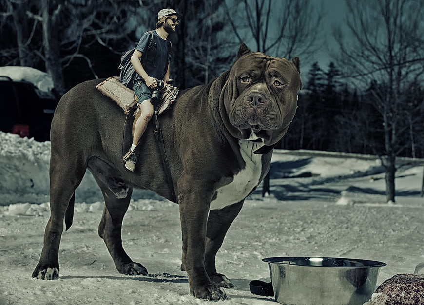 Man riding giant dog in snowy winter landscape