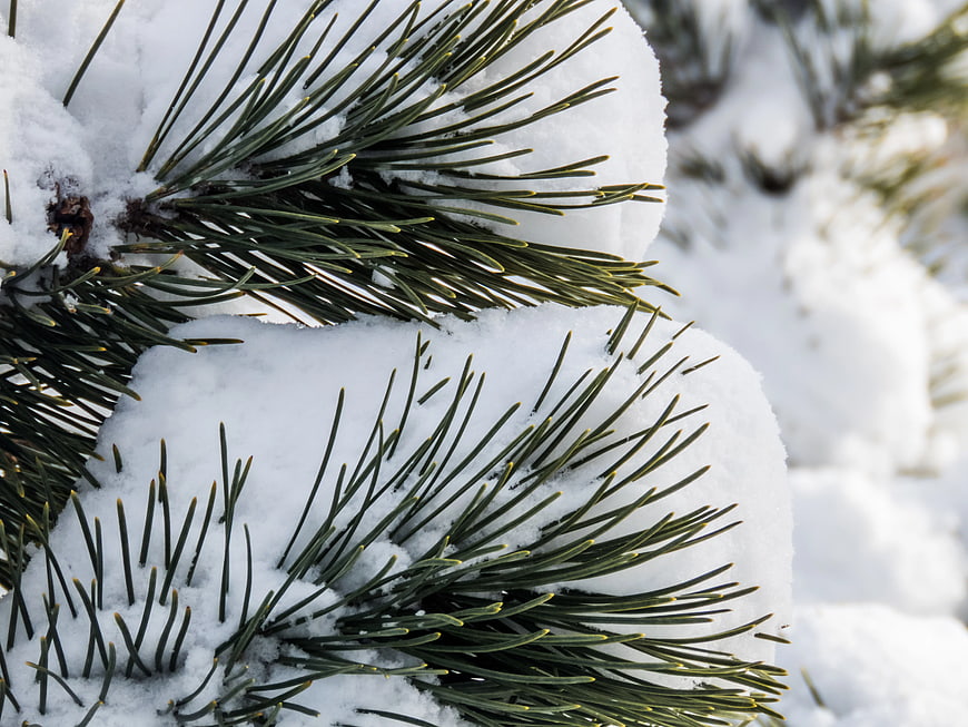 Close-up of Snow-Covered Pine Needles in Winter