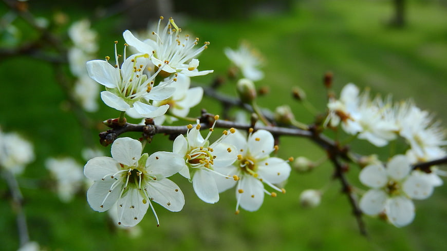 Close-up of white blackthorn blossoms on a branch