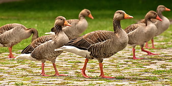 Flock of Greylag Geese Walking on Cobblestone Path