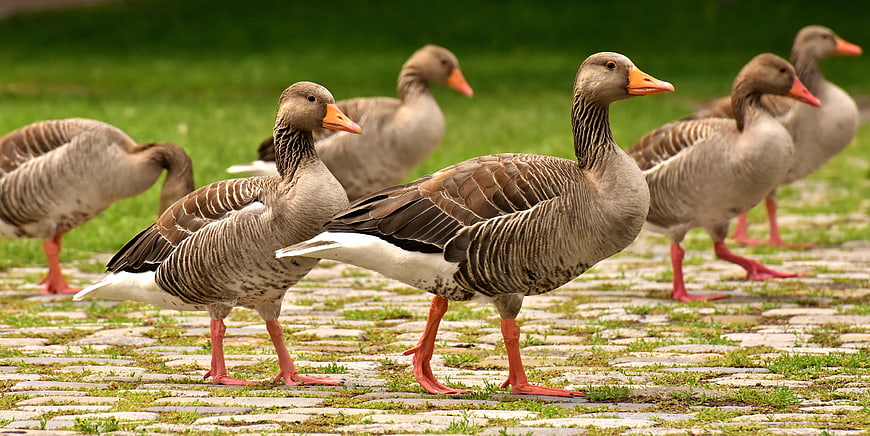 Flock of Greylag Geese Walking on Cobblestone Path