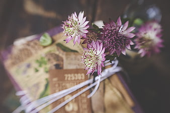 Rustic Astrantia Flowers on Vintage Book with White Ribbon