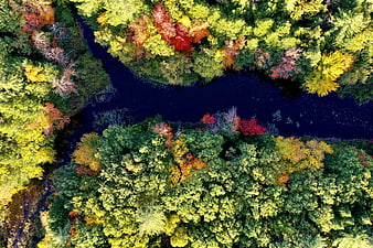 Aerial View of Colorful Autumn Forest and Dark River