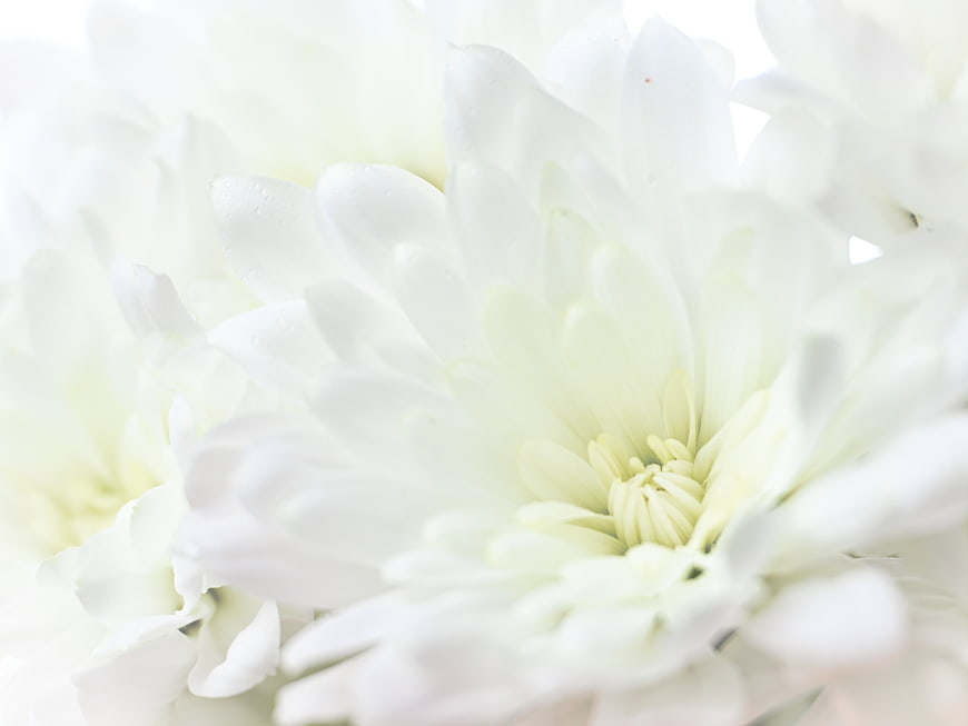 Close-up of White Chrysanthemum Flowers with Water Droplets
