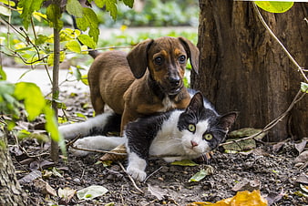 Cute Dachshund Puppy and Black and White Cat Playing in Garden