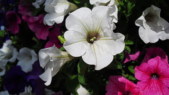 Close-up of White Petunia Flower with Pink and Purple Blooms