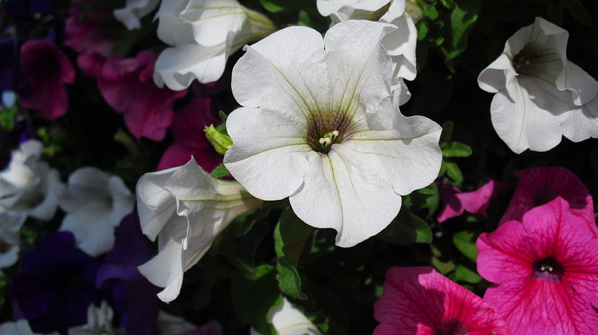 Close-up of White Petunia Flower with Pink and Purple Blooms