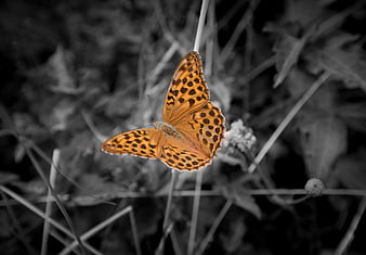 Orange butterfly on black and white background