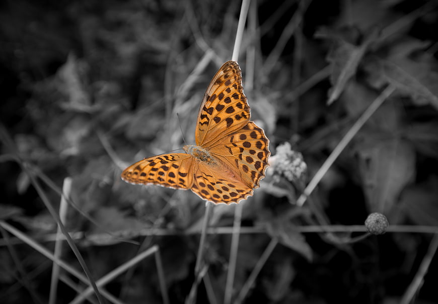 Orange butterfly on black and white background
