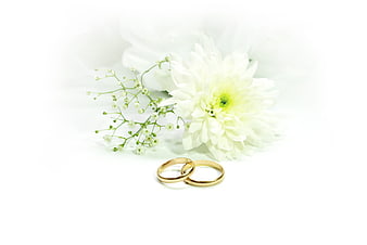 Gold Wedding Rings with White Flowers on White Background