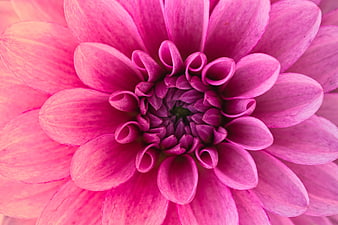 Macro Close-Up Of Vibrant Pink Dahlia Flower Center