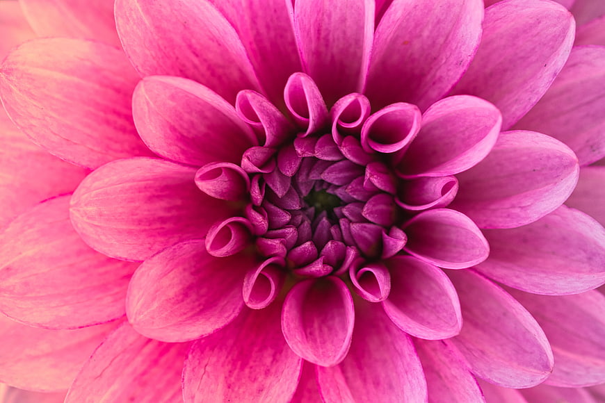 Macro Close-Up Of Vibrant Pink Dahlia Flower Center