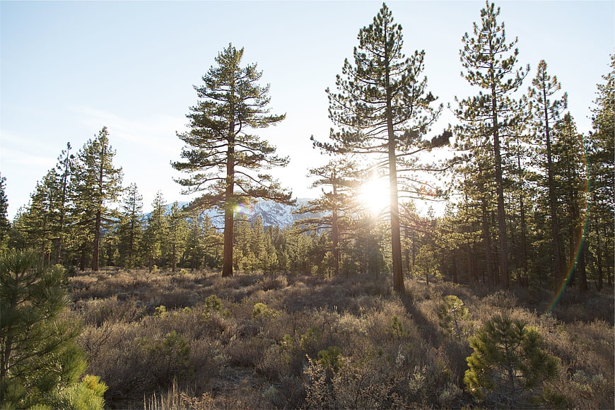 Sunlight shining through pine trees in a forest landscape