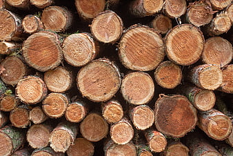 Close-up of stacked cut pine logs with visible growth rings