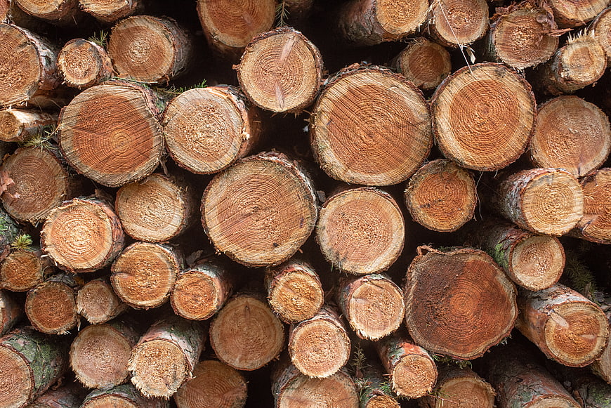 Close-up of stacked cut pine logs with visible growth rings