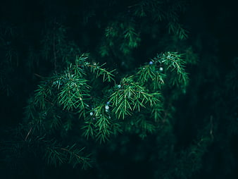 Dark moody close-up of juniper branches with berries