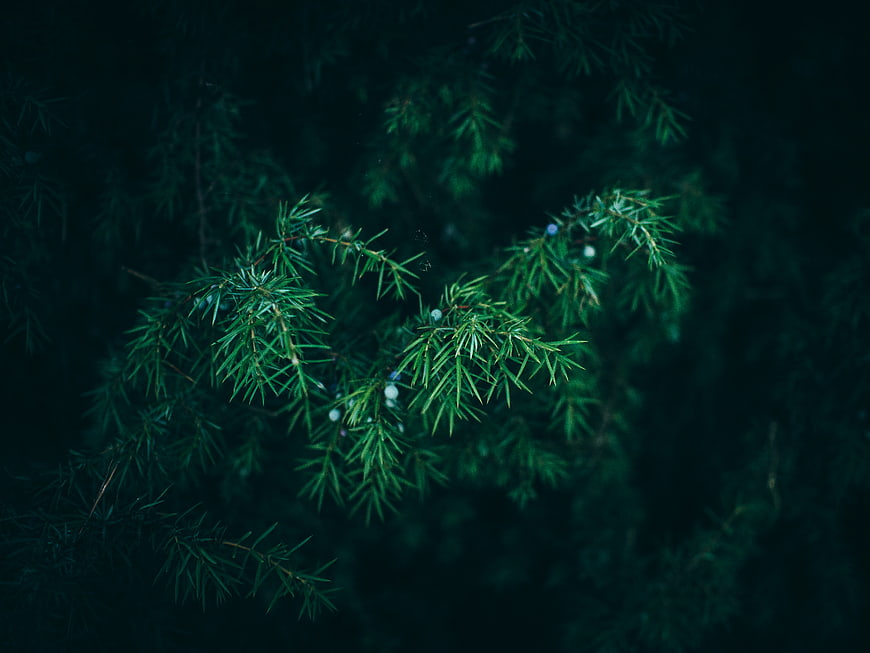 Dark moody close-up of juniper branches with berries
