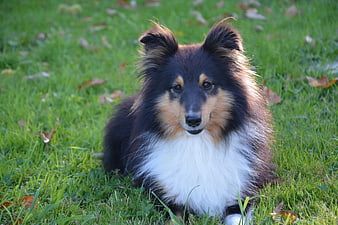 Cute Shetland Sheepdog Puppy Sitting On Green Grass
