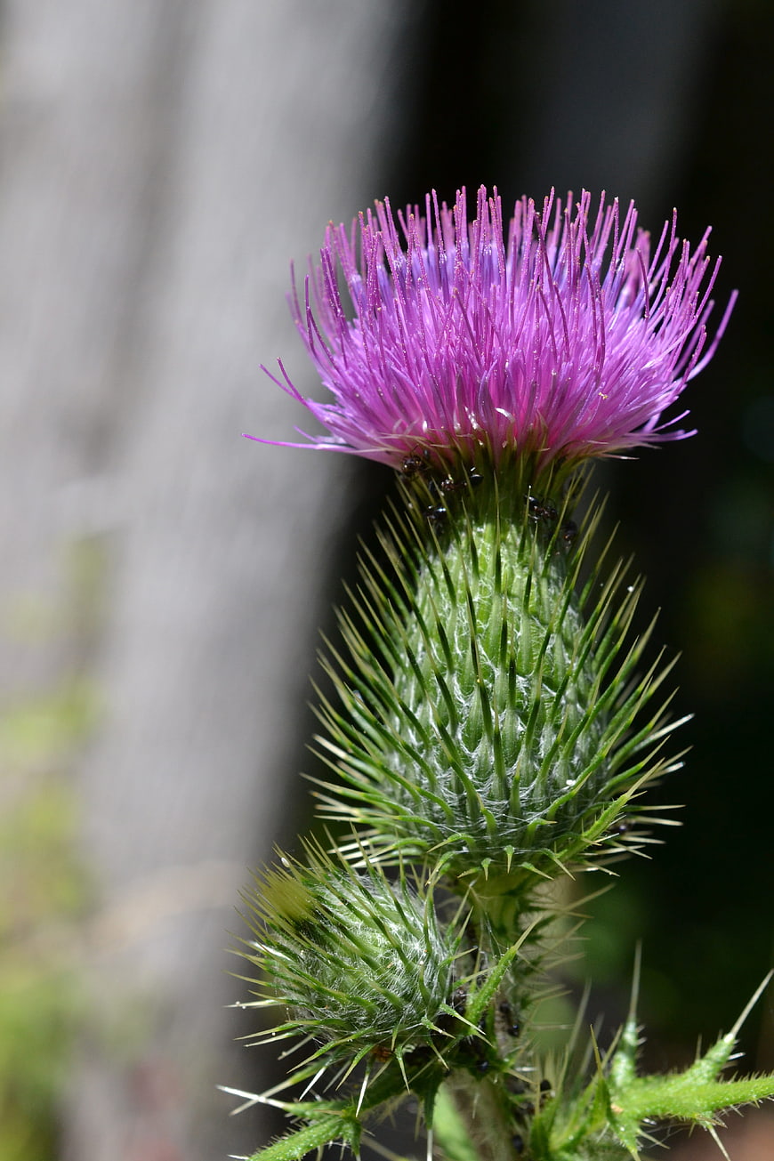Close-up of a purple thistle flower with spiky green leaves
