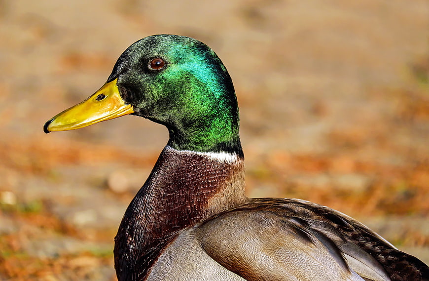Close-up of a male mallard duck with green head