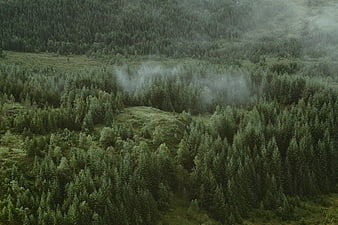 Aerial view of misty green coniferous forest landscape