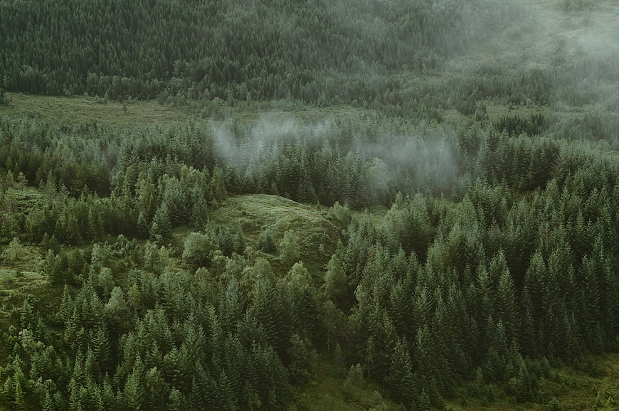 Aerial view of misty green coniferous forest landscape