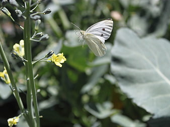 White Cabbage White Butterfly on Yellow Broccoli Flower