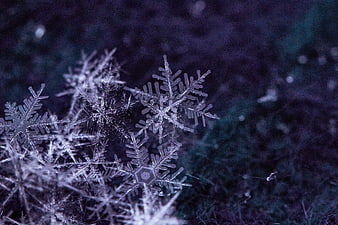 Macro Close-Up of Intricate Snowflakes on Dark Background