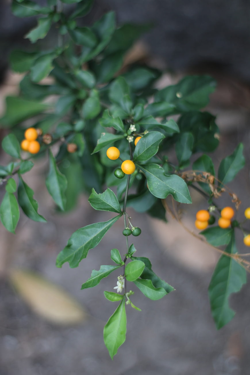 Close-up of Orange Berries on Green Plant Branch