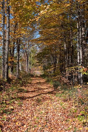 Sunlit Forest Path Covered in Autumn Leaves