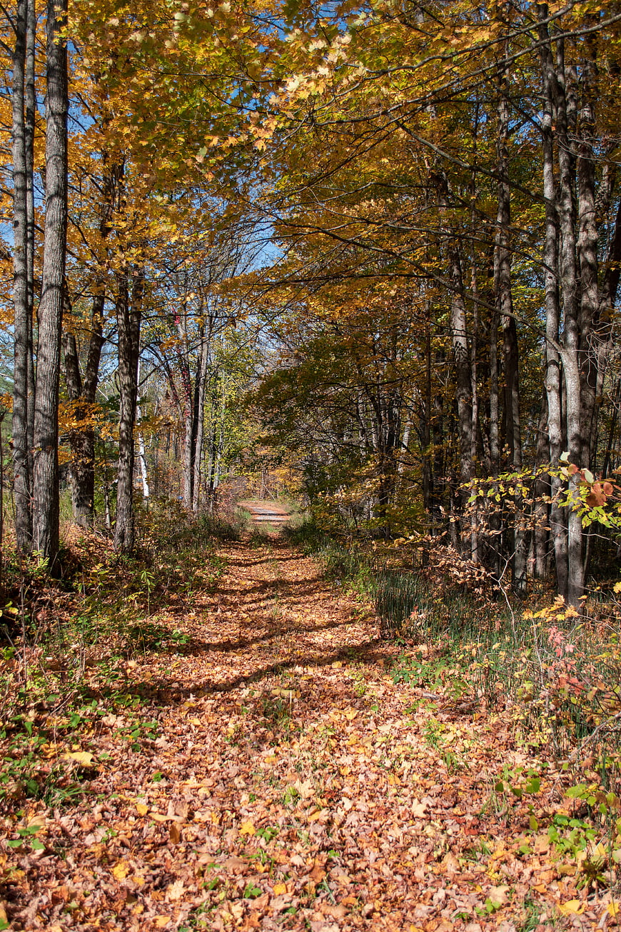 Sunlit Forest Path Covered in Autumn Leaves