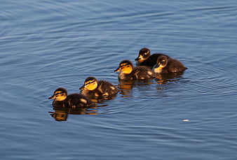 Five cute ducklings swimming in a line on calm blue water