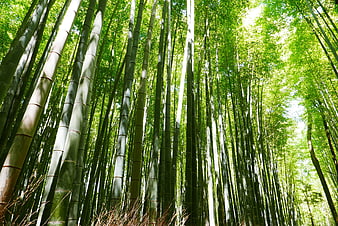 Towering Bamboo Forest Stalks Reaching Toward Sunlit Canopy