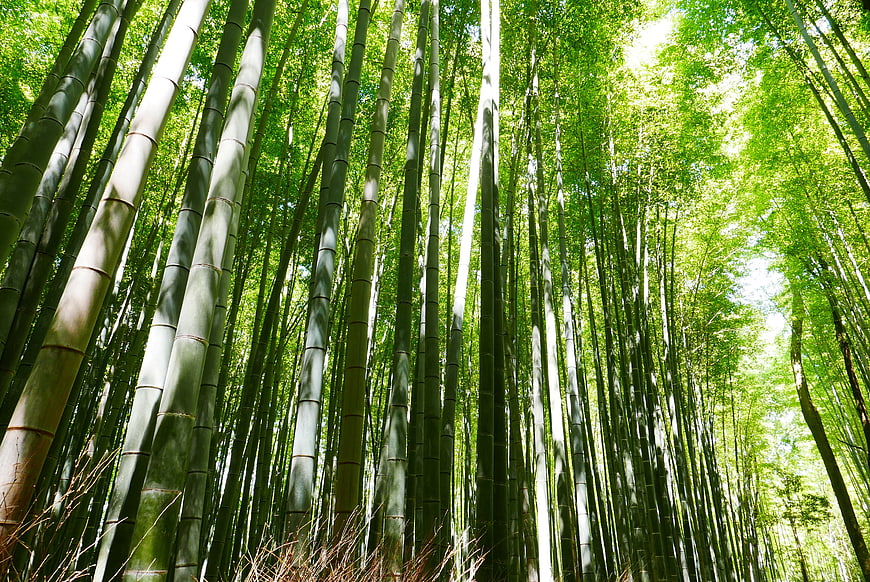 Towering Bamboo Forest Stalks Reaching Toward Sunlit Canopy