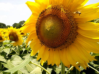 Close-up of Sunflower with Bee Pollinating in Field