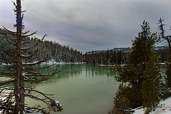 Serene Frozen Lake Surrounded by Snowy Pine Forest