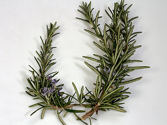 Fresh Rosemary Sprig With Purple Blossoms On White Background