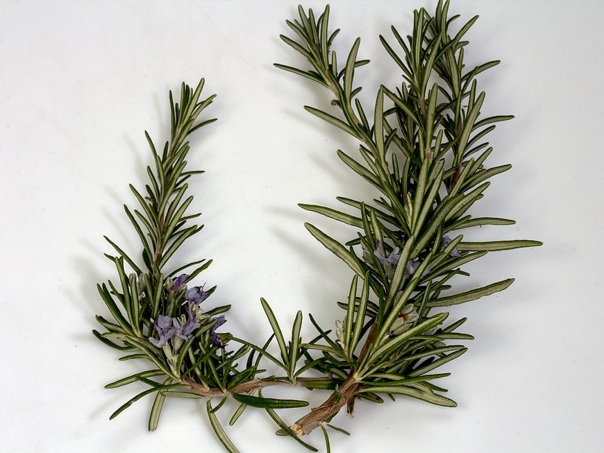 Fresh Rosemary Sprig With Purple Blossoms On White Background